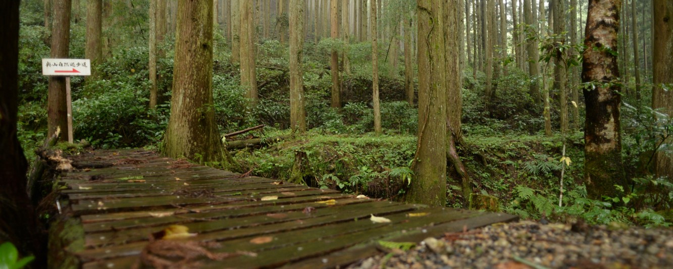 メイングラフィックススライド春（奥山自然遊歩道）