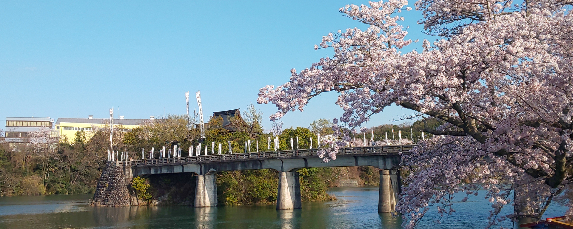メイングラフィックスライド春（小山観音と桜）