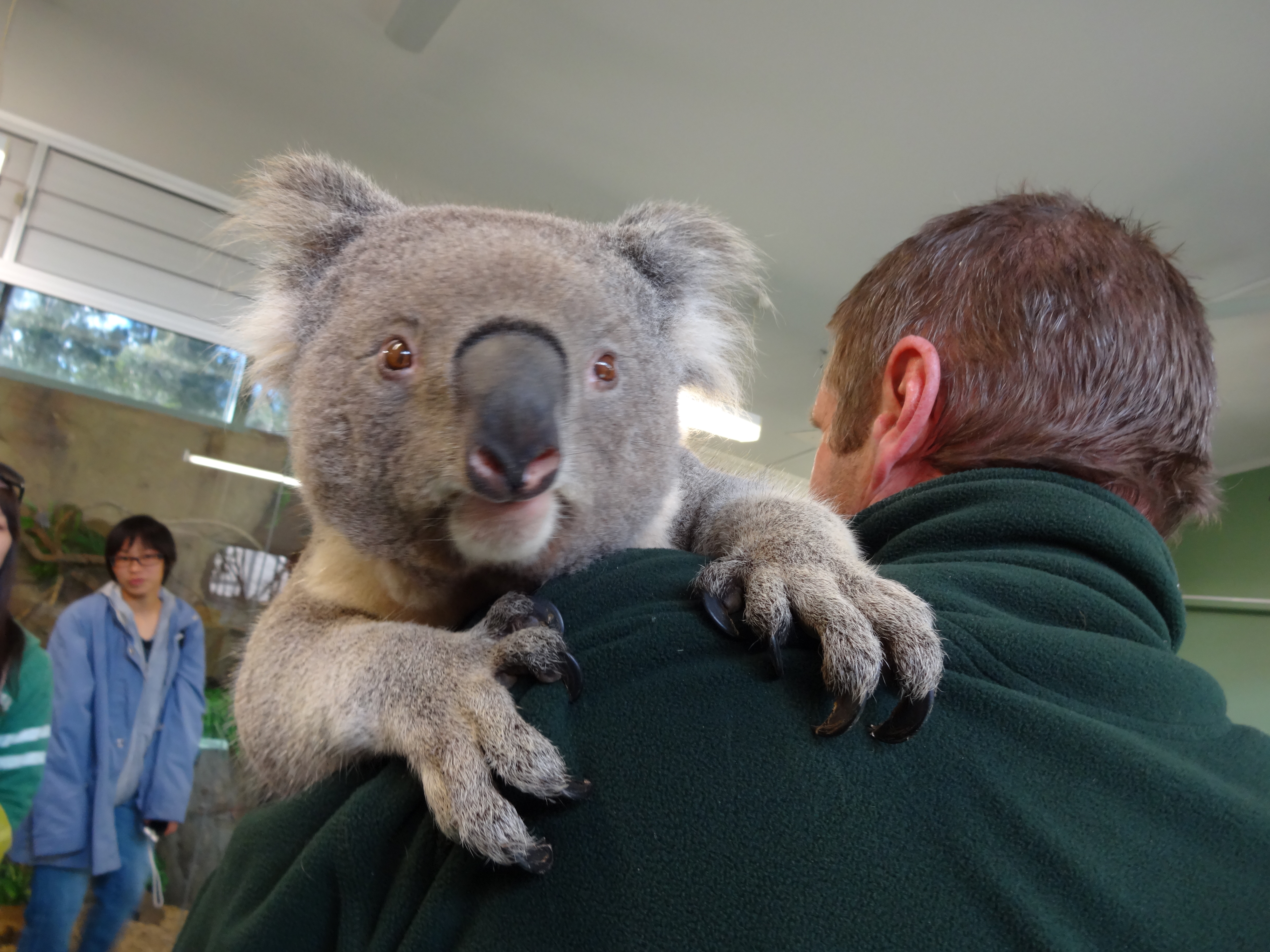 タロンガ動物園のコアラの画像