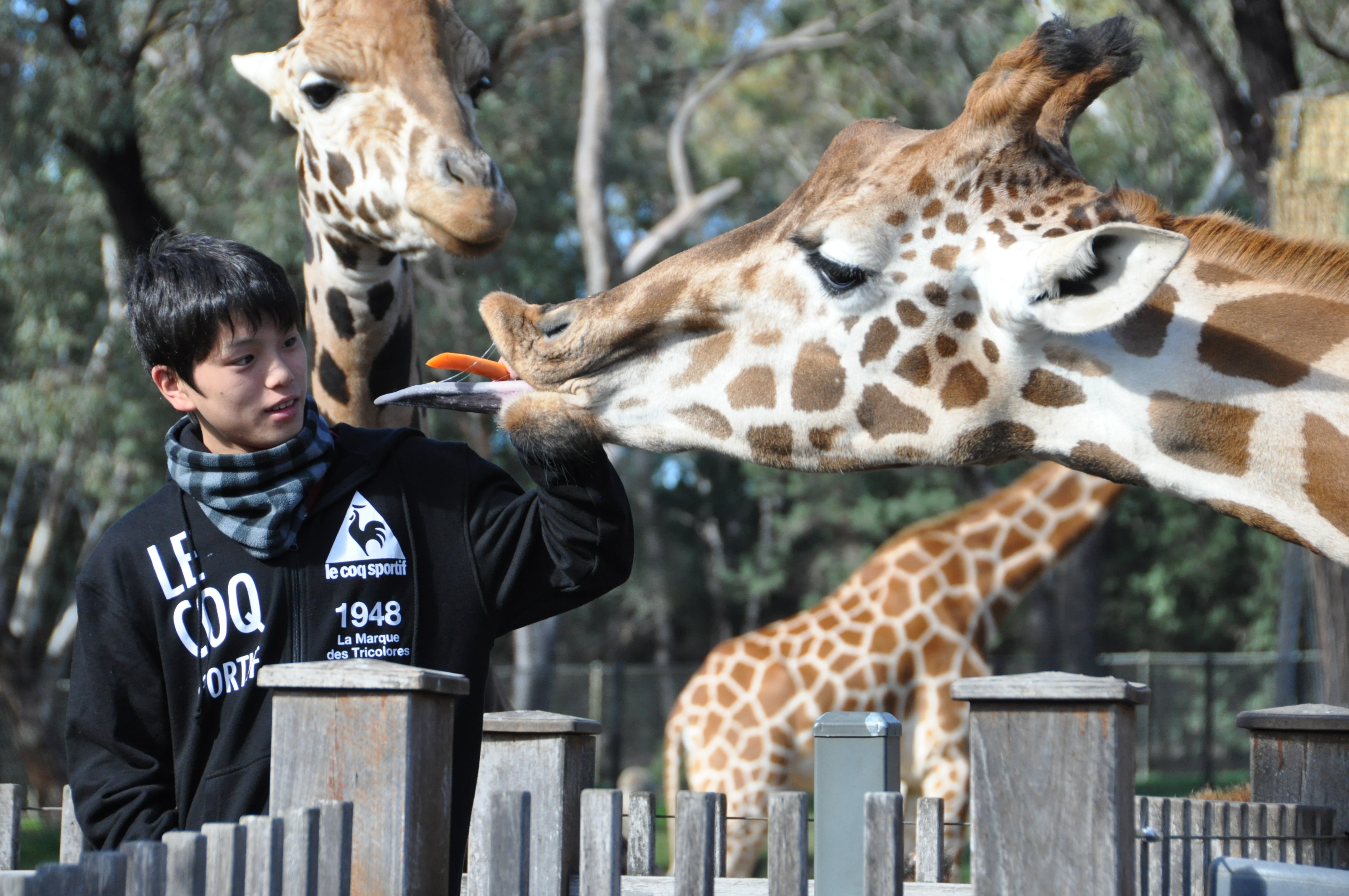 タロンガ動物園のキリンの画像