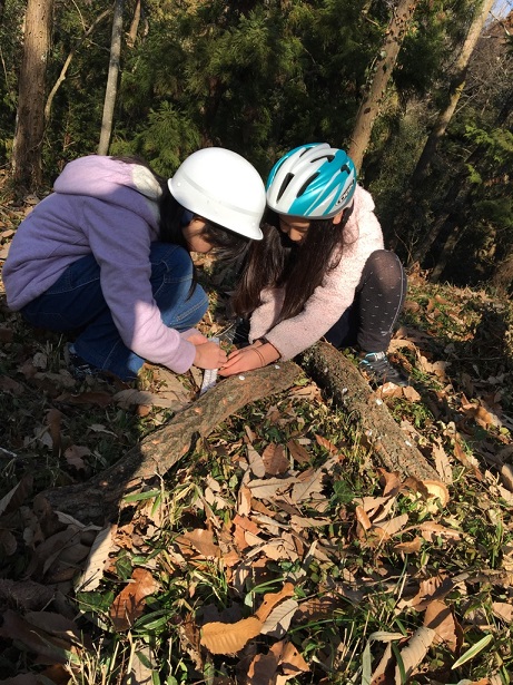 山之上小学校5年生　アベマキ伐倒現場見学の画像3