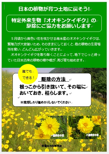 オオキンケイギクの画像