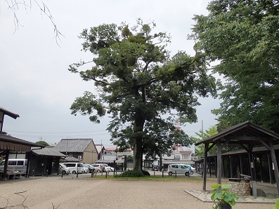 保存樹の画像1