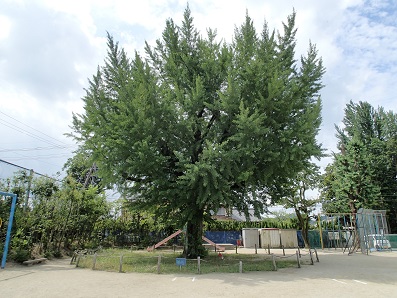 保存樹の画像2