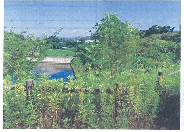 ヤギ除草導入前のさくら広場の状況の画像