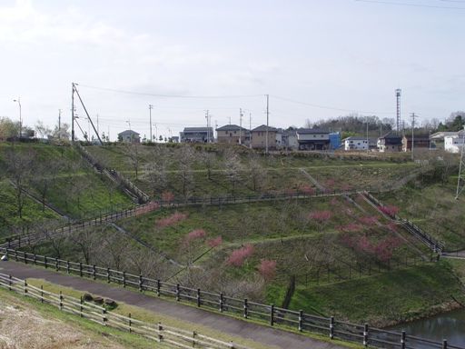 さくら広場　春の状況の画像
