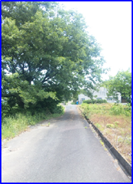 道路上に張り出している樹木の伐採・せん定のお願いの画像
