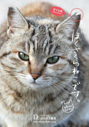 さくらねこ写真