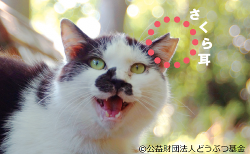 さくら耳写真