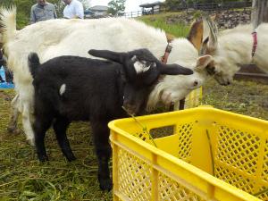 2025夏ヤギの日イベントのヤギさんたち